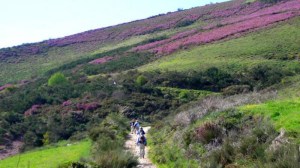 camino de santiago field fe